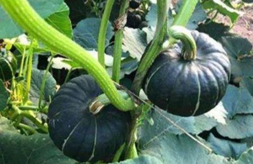 临沂吃瓜网红是谁啊,揭秘临沂地区热门吃瓜达人  第2张