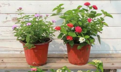 新闻视频爆料入口在哪,一键掌握独家资讯  第3张